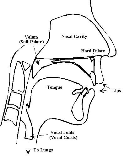 Figure 1: Human Vocal Tract Figure 1: Human Vocal Tract
