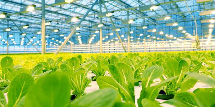 Indoor Farming’s Profitability